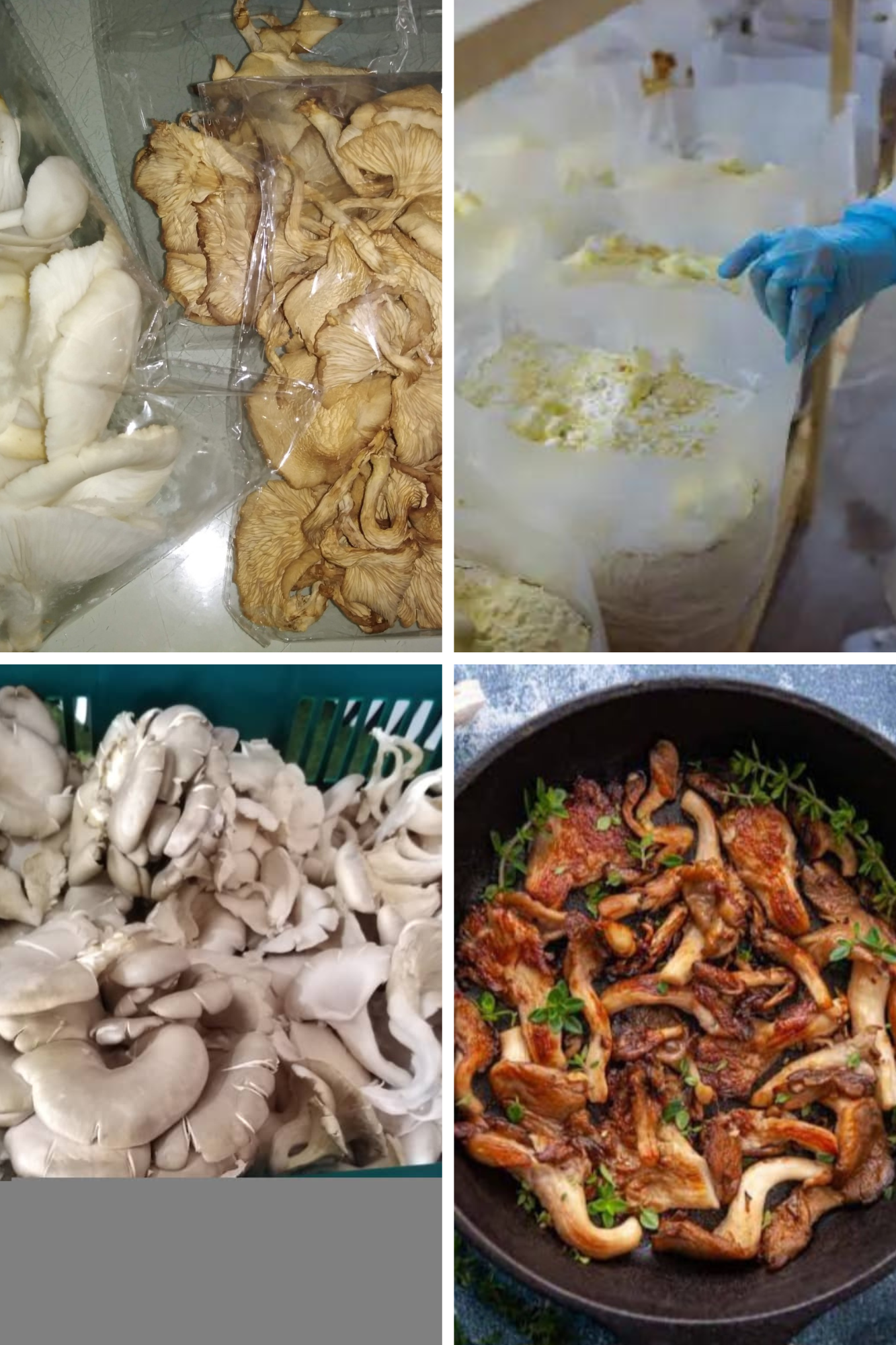 mushroom-services